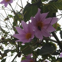 Dahlia imperialis Roezl ex Ortgies